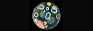 Mold Testing San Diego